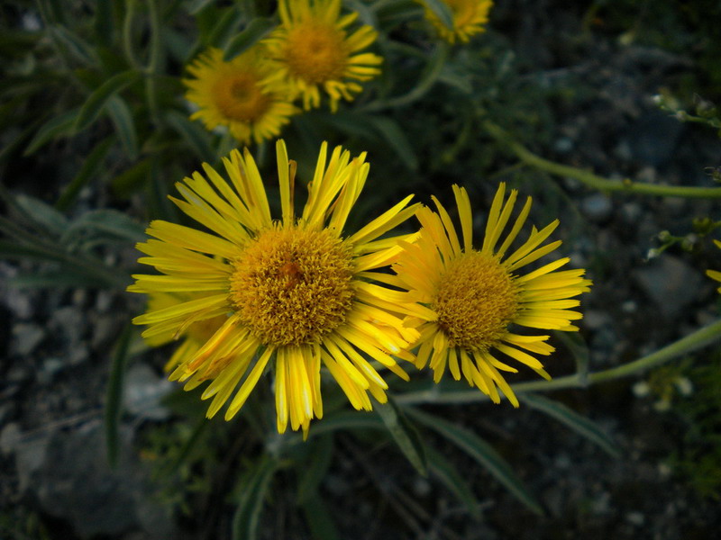 Pentanema montanum (=Inula montana) / Enula montana