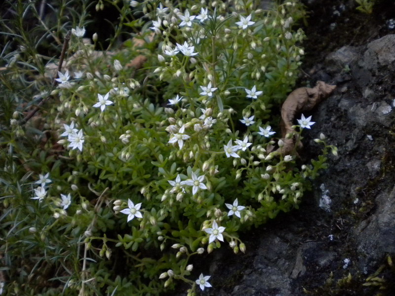 Sedum monregalense, Sedum album e Sedum sp.