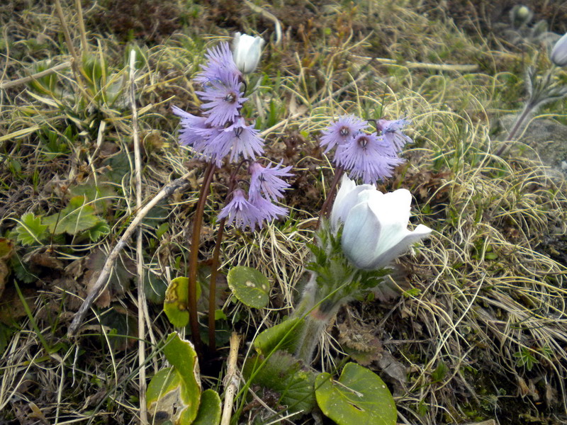 Soldanella alpina