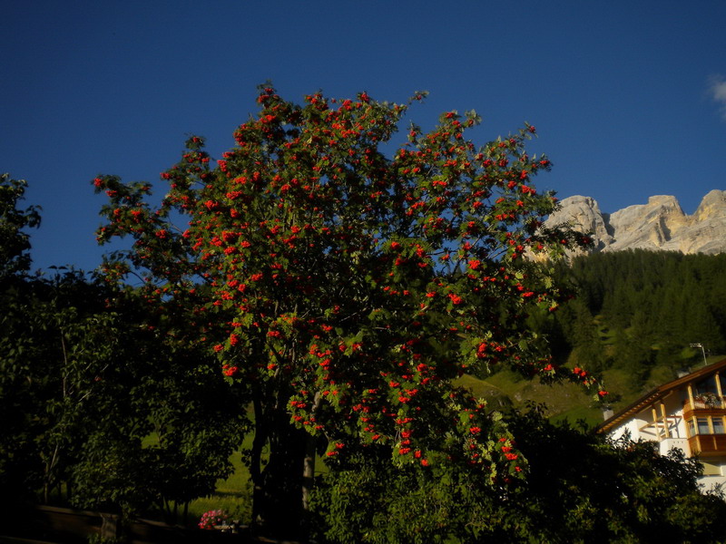 Sorbus aucuparia