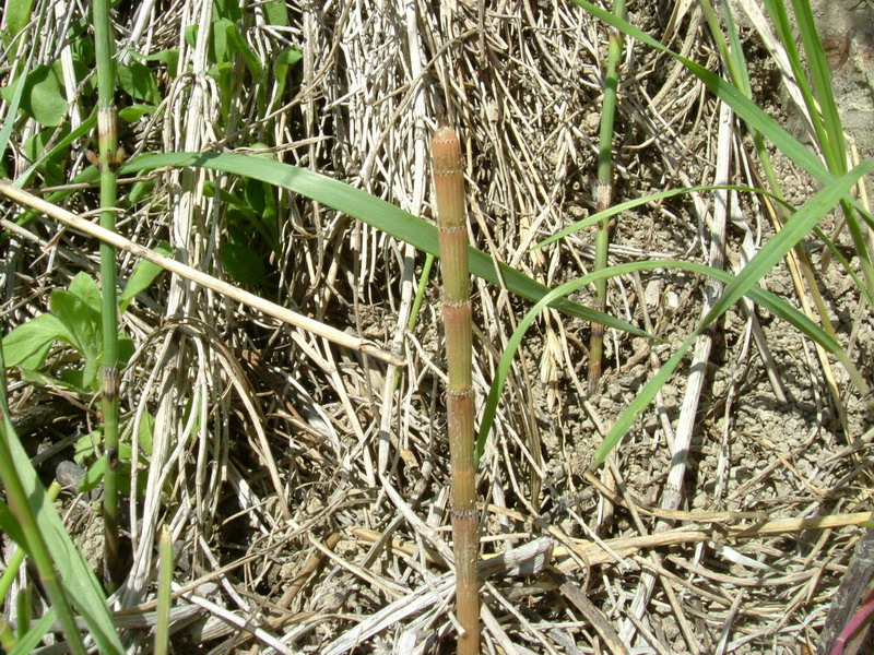 Equisetum cfr. ramosissimum