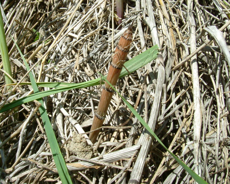 Equisetum cfr. ramosissimum