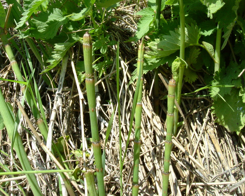 Equisetum cfr. ramosissimum