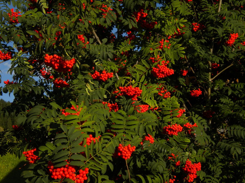 Sorbus aucuparia