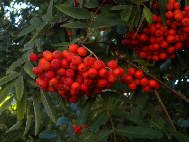 Sorbus aucuparia