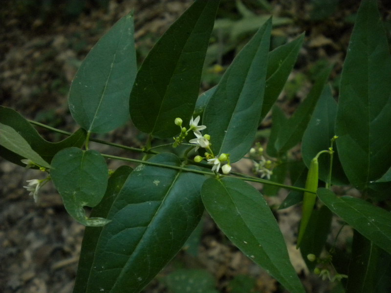 Vincetoxicum hirundinaria subsp. hirundinaria