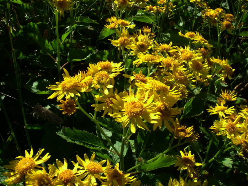 Jacobaea alpina (=Senecio alpinus) / Senecione alpino