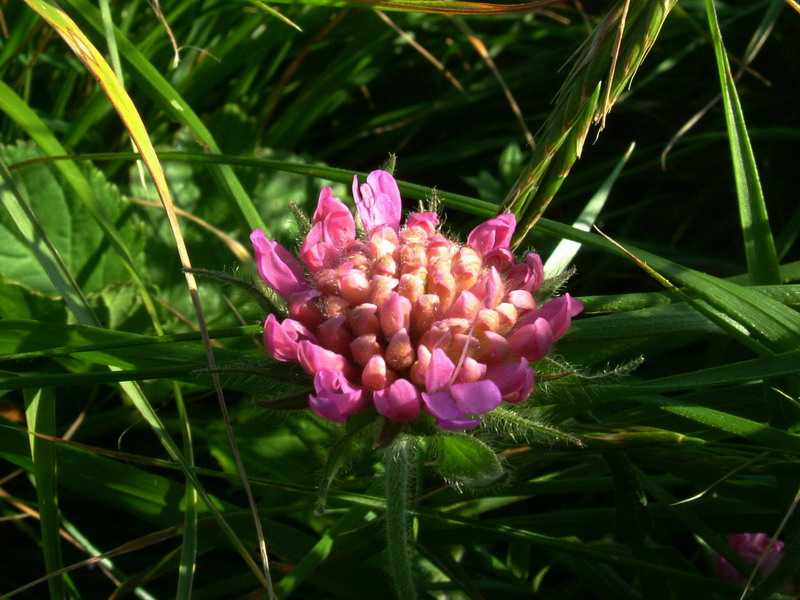 Il dubbio -  Knautia sp.