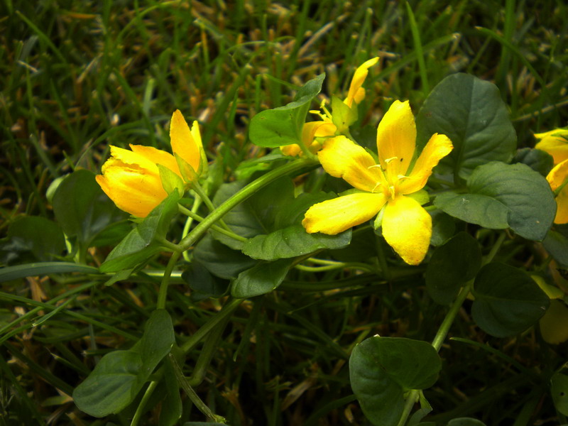 Lysimachia nummularia / Mazza d''oro minore