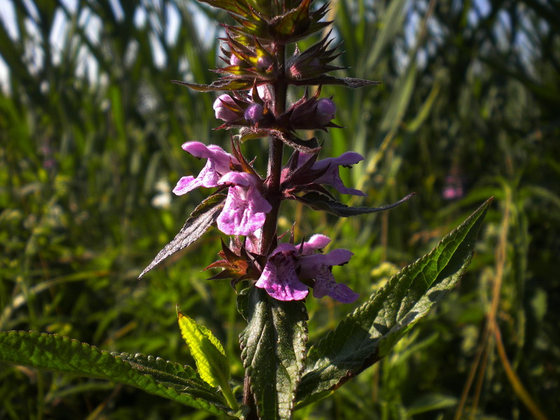 Stachys palustris