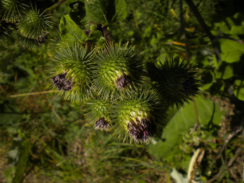 Arctium lappa