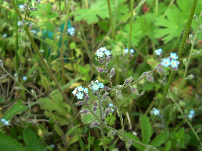 Fiore azzurro - Myosotis sp.