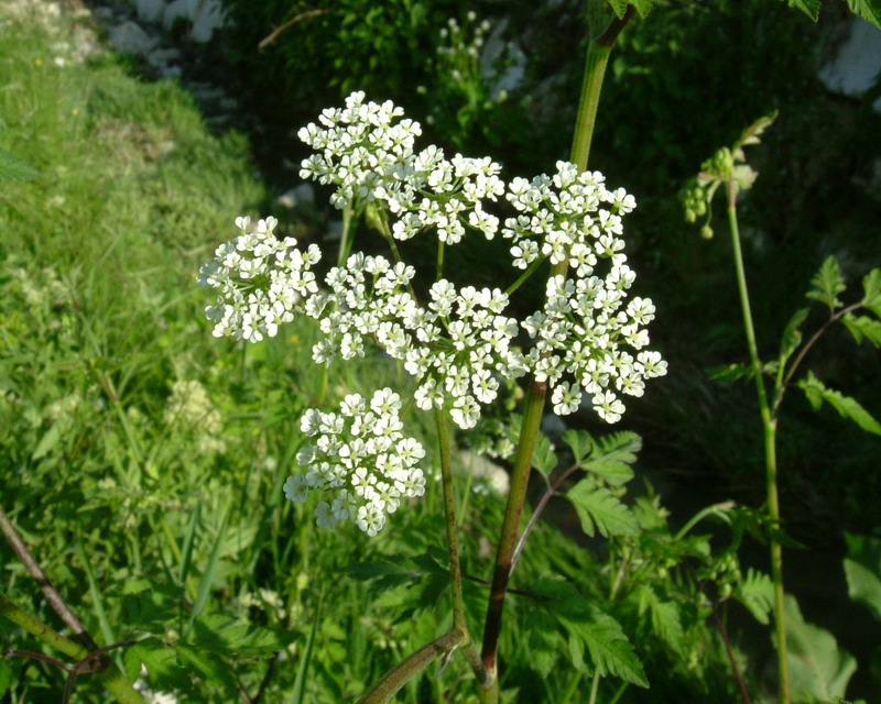 Bianco a ombrello - Anthriscus sp.