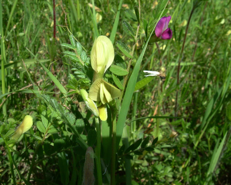 Vicia hybrida