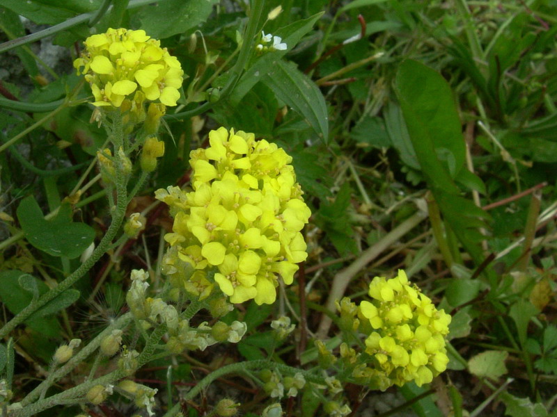 Alyssum montanum