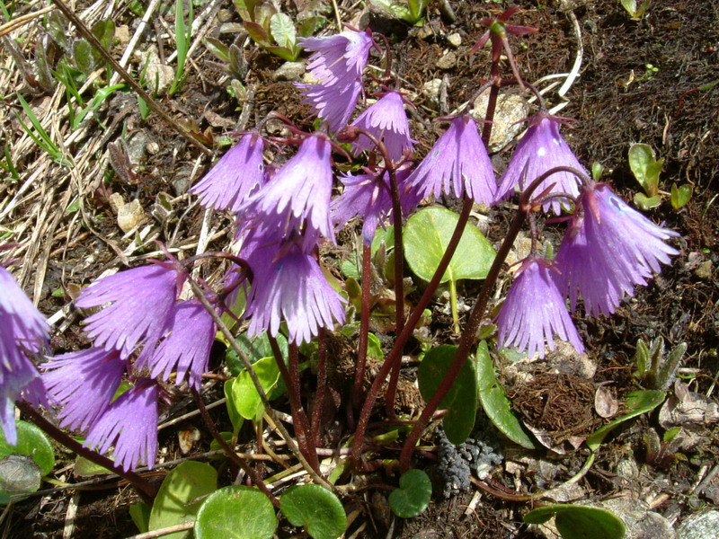 Soldanella alpina / Soldanella comune