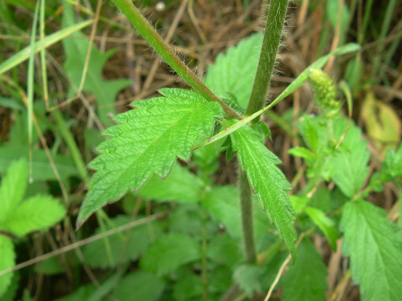 Agrimonia eupatoria / Agrimonia comune