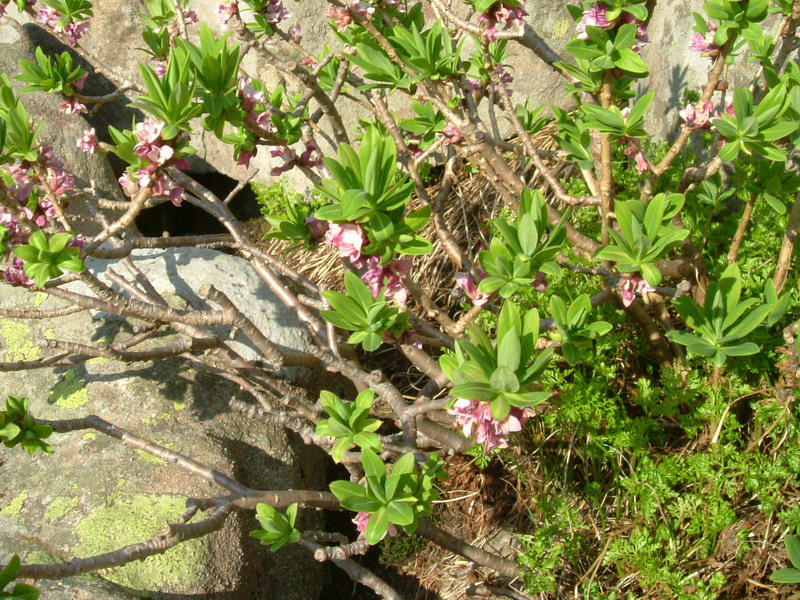 Alta val parma 3 - Daphne mezereum