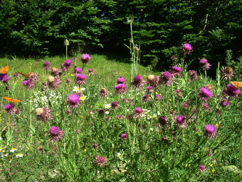 Carduus nutans / Cardo rosso