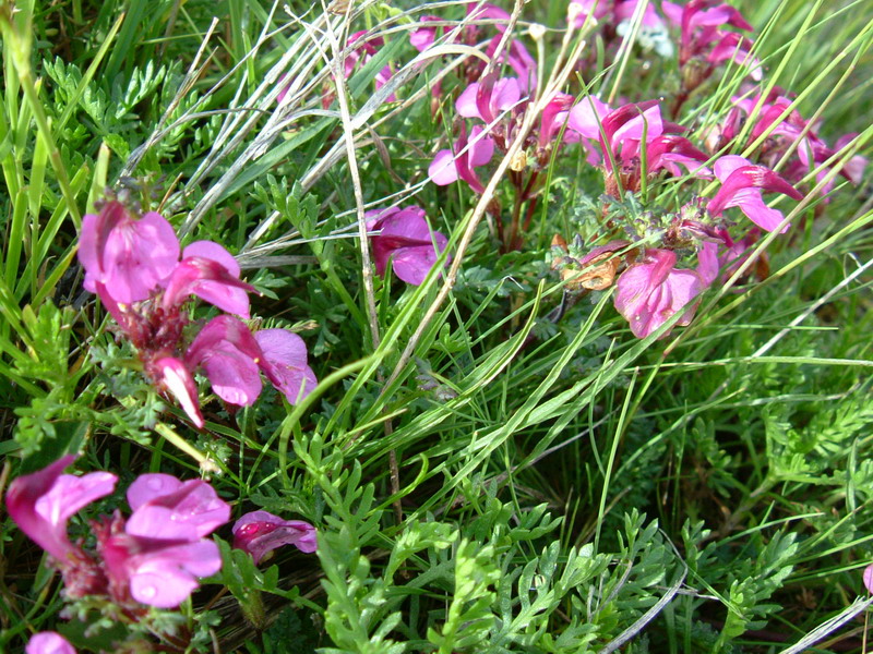 Alta Valfurva: Pedicularis rostrato-capitata