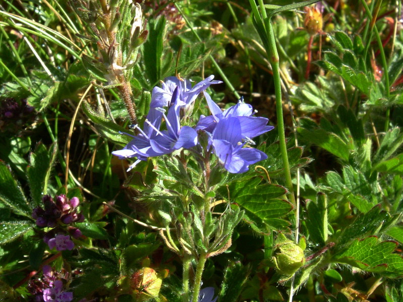 Veronica orsiniana