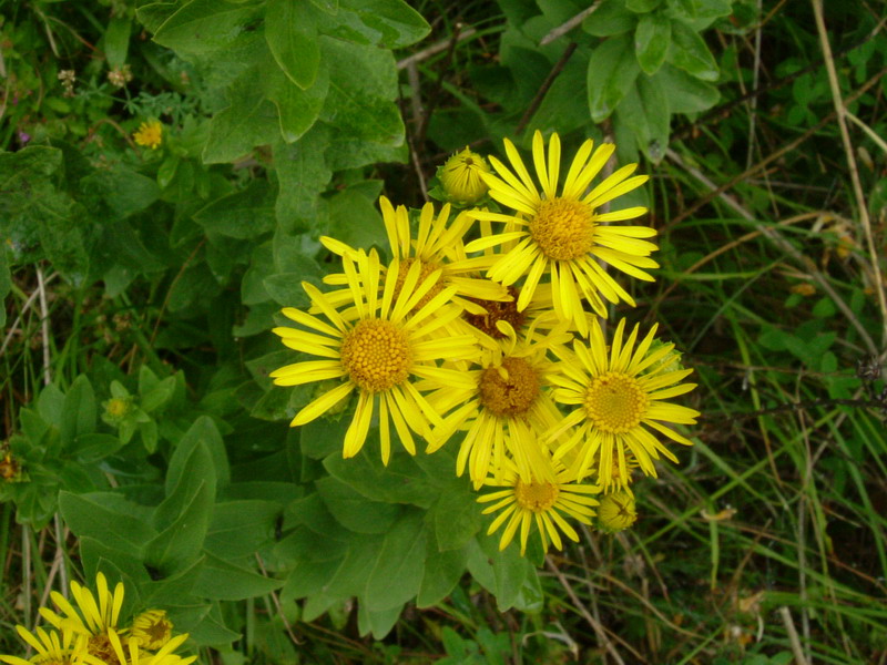 Incolti di collina: Inula cfr. salicina