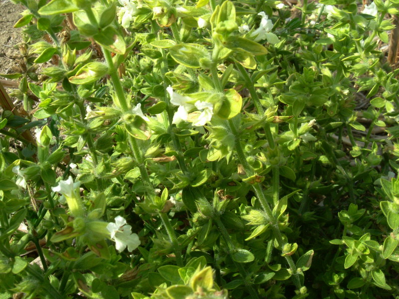 Nella stoppia 2 Stachys annua