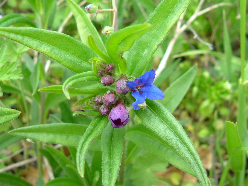 Da determinare 3 - Buglossoides purpurocaerulea