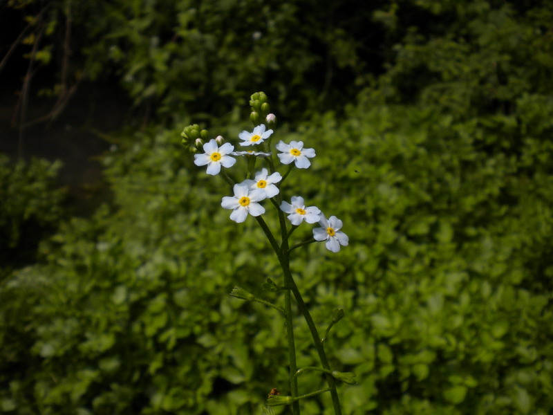 Myosotis scorpioides / Nontiscordardime palustre