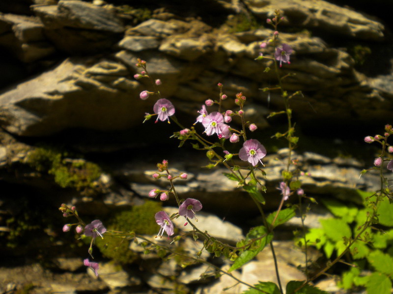 Veronica urticifolia / Veronica a foglie di ortica