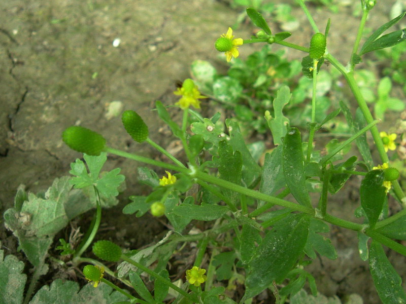 Ranunculus sceleratus / Ranuncolo tossico