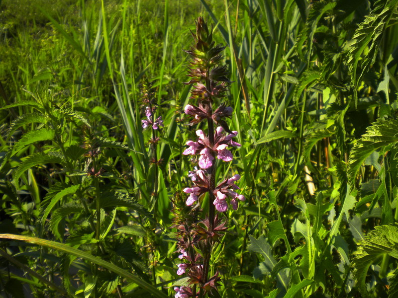 Stachys palustris