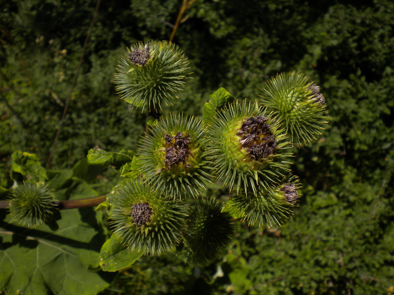 Arctium lappa