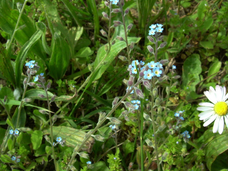 Fiore azzurro - Myosotis sp.