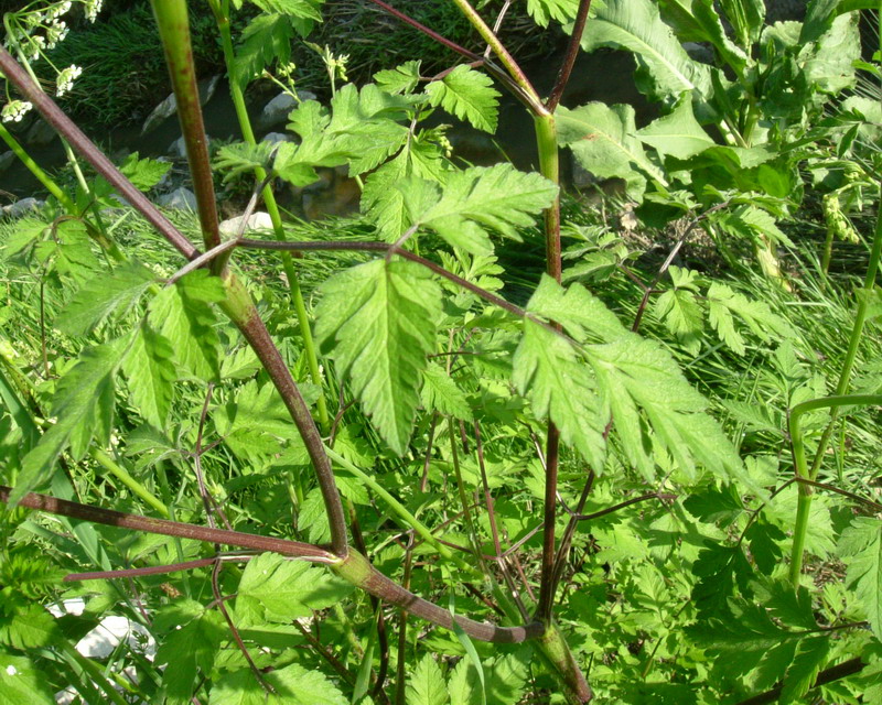 Bianco a ombrello - Anthriscus sp.