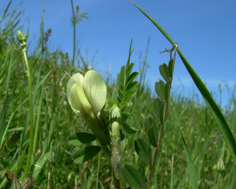 Vicia hybrida