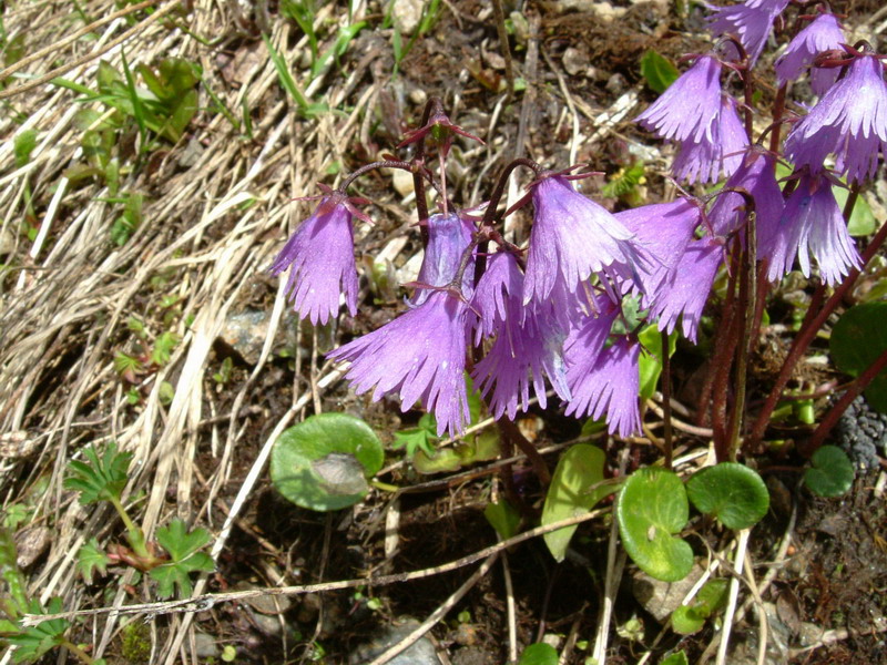 Soldanella alpina / Soldanella comune