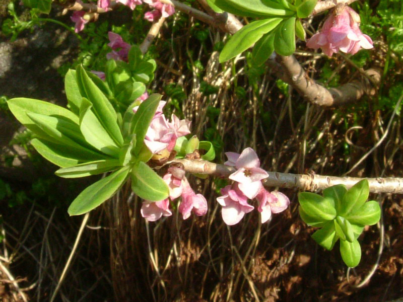 Alta val parma 3 - Daphne mezereum