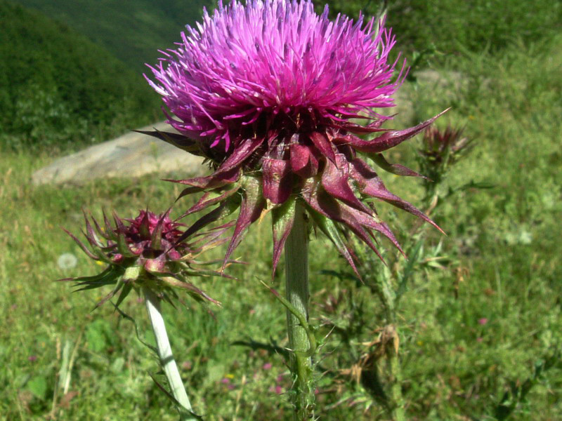 Carduus nutans / Cardo rosso