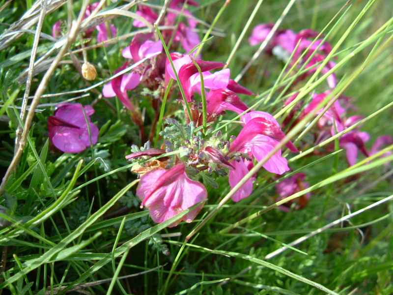 Alta Valfurva: Pedicularis rostrato-capitata