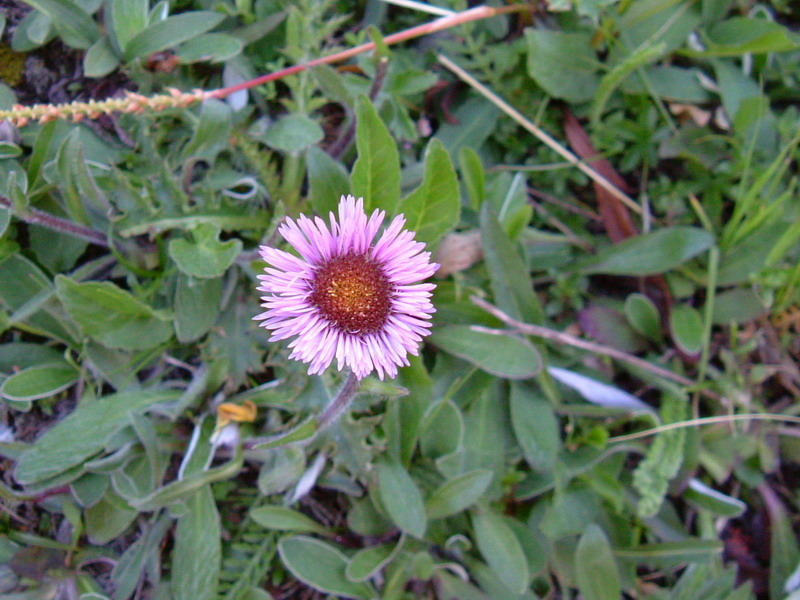 Erigeron alpinus