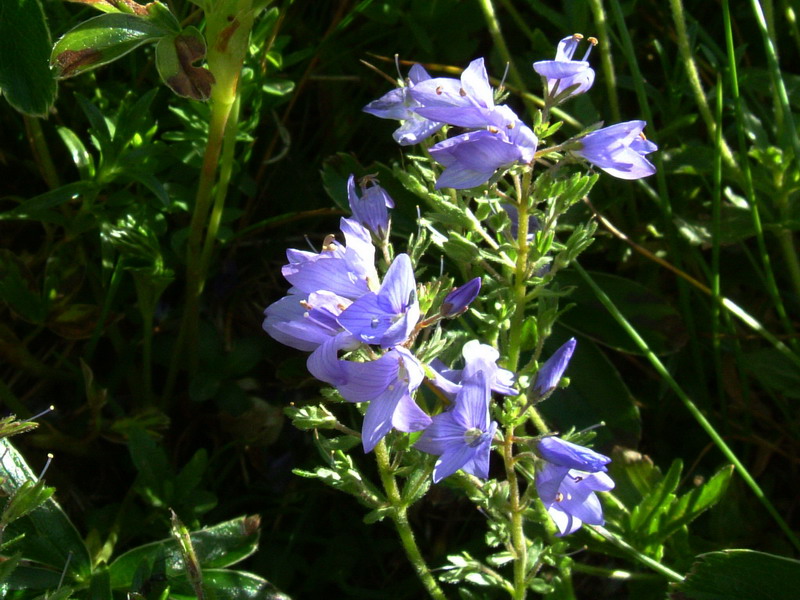 Veronica orsiniana