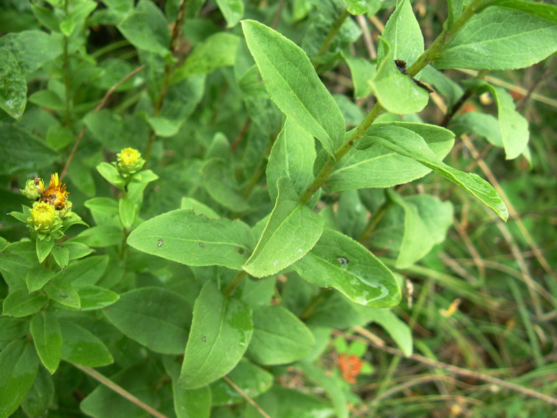 Incolti di collina: Inula cfr. salicina