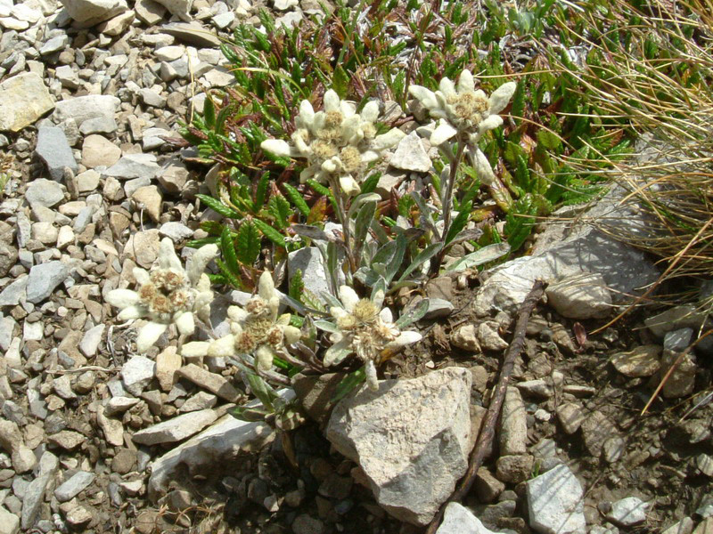 Leontopodium alpinum / Stella alpina