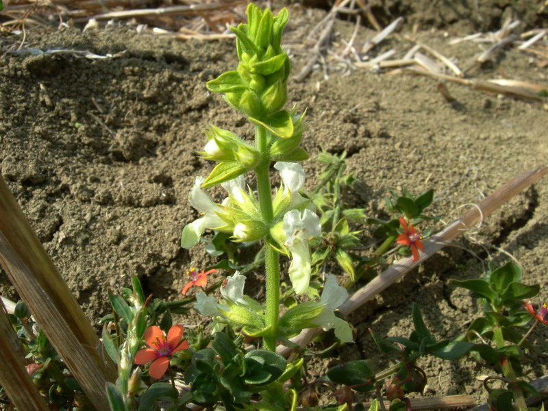 Nella stoppia 2 Stachys annua