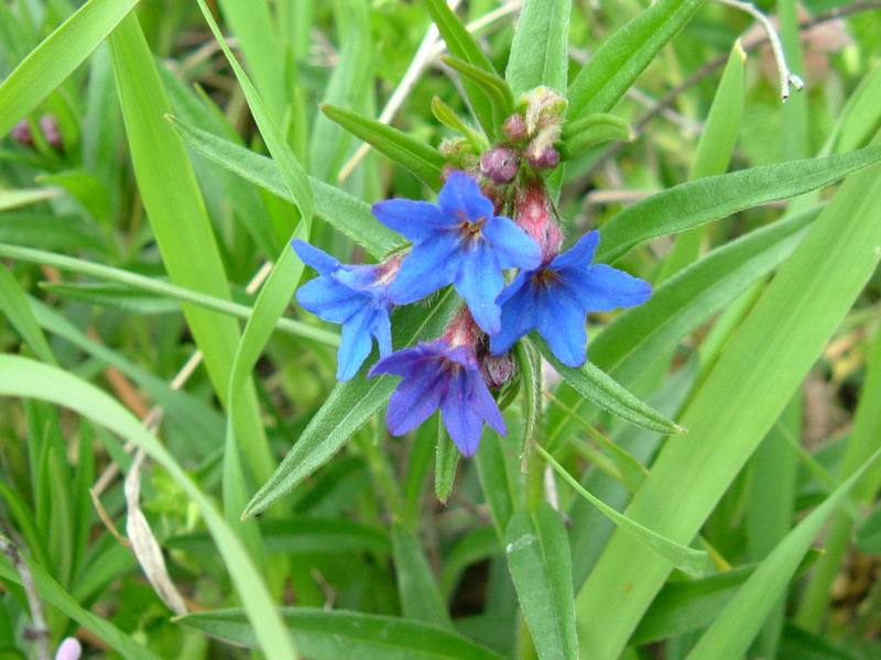 Da determinare 3 - Buglossoides purpurocaerulea