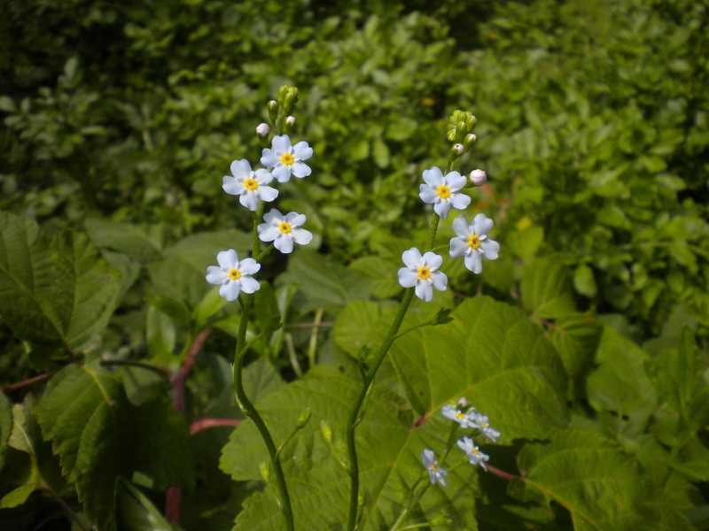 Myosotis scorpioides / Nontiscordardime palustre