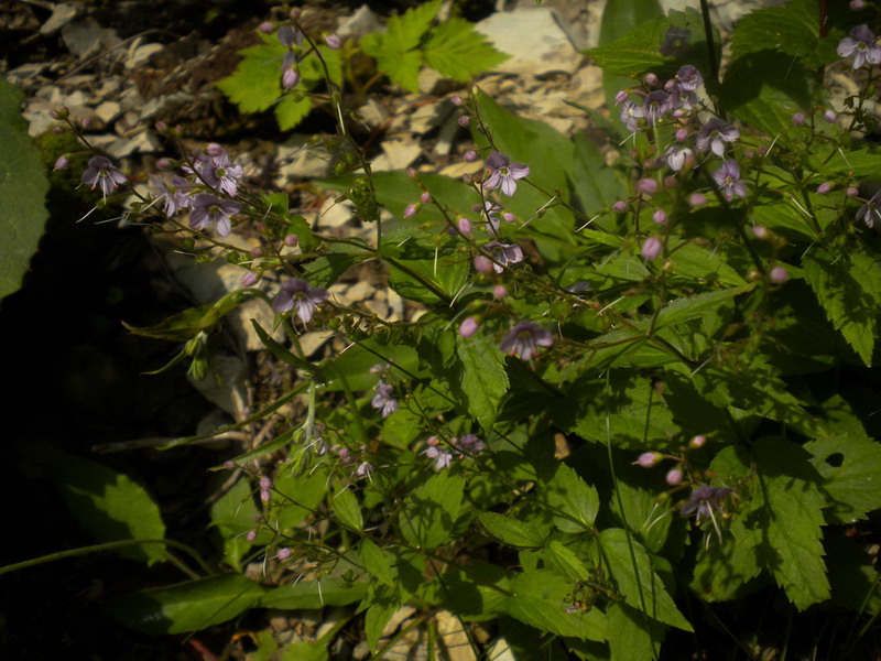 Veronica urticifolia / Veronica a foglie di ortica