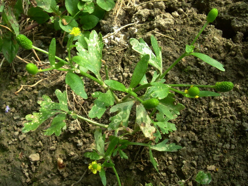 Ranunculus sceleratus / Ranuncolo tossico