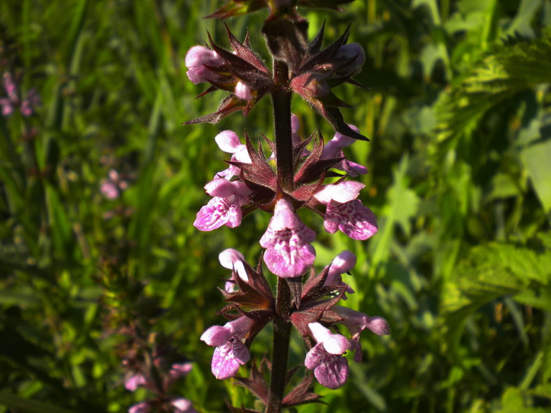 Stachys palustris